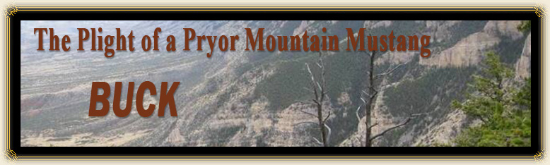 BUCK: The Plight of a Pryor Mountain Mustang